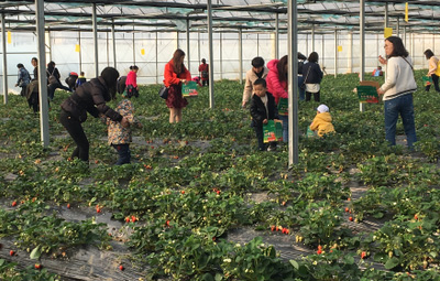 相約采摘草莓，盡享田園樂趣